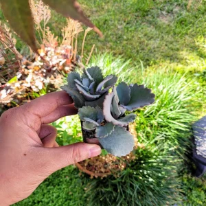 Kalanchoe Pumila Quicksilver Silver Gray Succulent Live Plant – 2.4 inch Pot – Indoor/Outdoor - Image 3