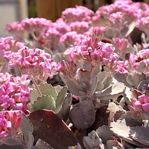 Kalanchoe Pumila Quicksilver Silver Gray Succulent Live Plant – 2.4 inch Pot – Indoor/Outdoor - Image 4