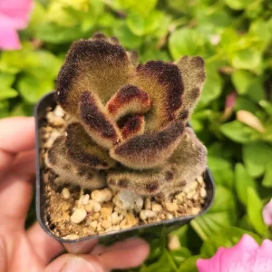 Kalanchoe 'Teddy Bear' Live Plant – Fuzzy Succulent – 2 inch Pot – Indoor - Image 10