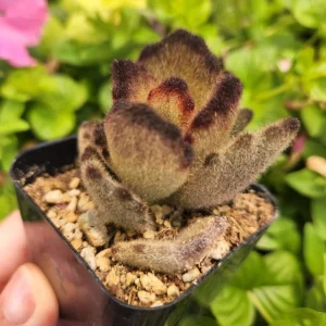 Kalanchoe 'Teddy Bear' Live Plant – Fuzzy Succulent – 2 inch Pot – Indoor - Image 7