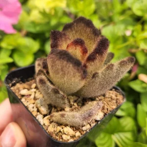 Kalanchoe 'Teddy Bear' Live Plant – Fuzzy Succulent – 2 inch Pot – Indoor - Image 8