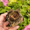 Kalanchoe 'Teddy Bear' Live Plant – Fuzzy Succulent – 2 inch Pot – Indoor - Image 1