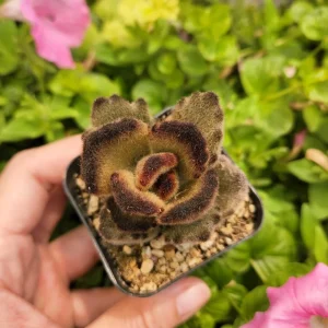 Kalanchoe 'Teddy Bear' Live Plant – Fuzzy Succulent – 2 inch Pot – Indoor - Image 1