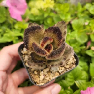 Kalanchoe 'Teddy Bear' Live Plant – Fuzzy Succulent – 2 inch Pot – Indoor - Image 9