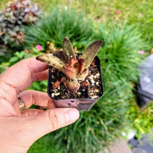 Kalanchoe tomentosa 'Chocolate Soldier' Live Plant – 2 inch Potted Succulent – Indoor - Image 7