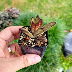 Kalanchoe tomentosa 'Chocolate Soldier' Live Plant – 2 inch Potted Succulent – Indoor - Image 8
