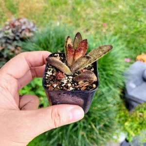 Kalanchoe tomentosa 'Chocolate Soldier' Live Plant – 2 inch Potted Succulent – Indoor - Image 9