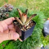 Kalanchoe tomentosa 'Chocolate Soldier' Live Plant – 2 inch Potted Succulent – Indoor - Image 1