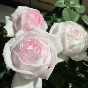Kaoruno Rose Live Plant – Creamy Yellow Double Blooms, 130 cm Tall - Image 2