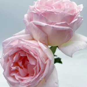 Kaoruno Rose Live Plant – Creamy Yellow Double Blooms, 130 cm Tall - Image 3