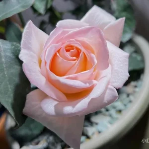 Kaoruno Rose Live Plant – Creamy Yellow Double Blooms, 130 cm Tall - Image 4