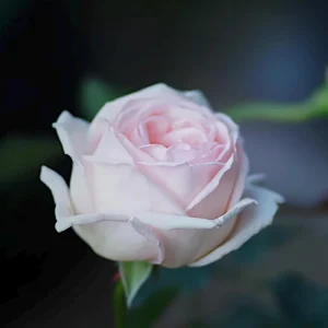 Kaoruno Rose Live Plant – Creamy Yellow Double Blooms, 130 cm Tall - Image 5