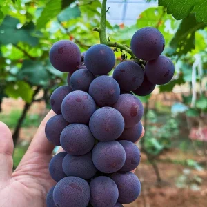 Kyoho Grape Vine – Grafted Live Plant – Large, Sweet, High-Yield Fruit - Image 2