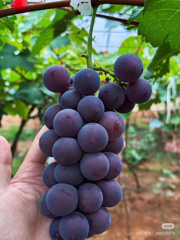 Kyoho Grape Vine – Grafted Live Plant – Large, Sweet, High-Yield Fruit - Image 2