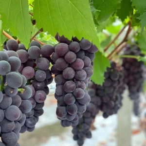 Kyoho Grape Vine – Grafted Live Plant – Large, Sweet, High-Yield Fruit - Image 3