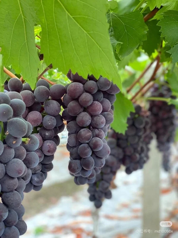 Kyoho Grape Vine – Grafted Live Plant – Large, Sweet, High-Yield Fruit - Image 3