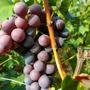 Kyoho Grape Vine – Grafted Live Plant – Large, Sweet, High-Yield Fruit - Image 4