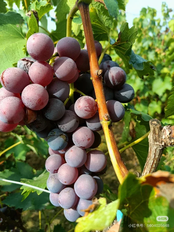 Kyoho Grape Vine – Grafted Live Plant – Large, Sweet, High-Yield Fruit - Image 4