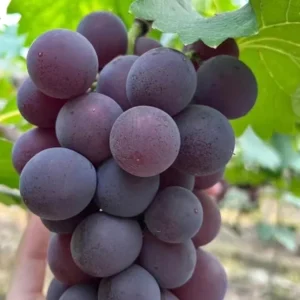 Kyoho Grape Vine – Grafted Live Plant – Large, Sweet, High-Yield Fruit - Image 1