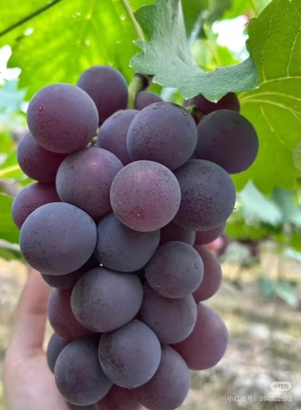 Kyoho Grape Vine – Grafted Live Plant – Large, Sweet, High-Yield Fruit - Image 1