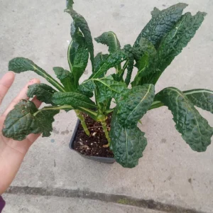 Lacinato Kale Live Plant – 3 Plants in 6 Inch Pot – Edible Vegetable - Image 2