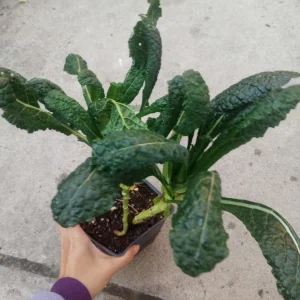 Lacinato Kale Live Plant – 3 Plants in 6 Inch Pot – Edible Vegetable - Image 1