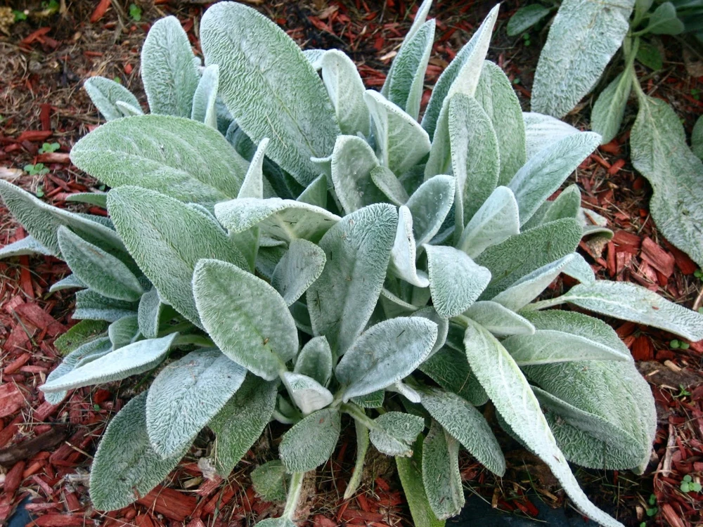 Lamb's Ear Stachys Live Plant – Perennial Starter Plant – Drought Tolerant - Image 2