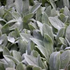 Lamb's Ear Stachys Live Plant – Perennial Starter Plant – Drought Tolerant - Image 1