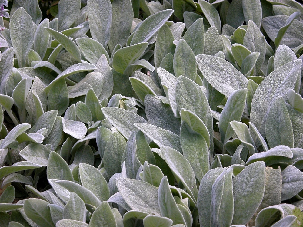 Lamb's Ear Stachys Live Plant – Perennial Starter Plant – Drought Tolerant - Image 1