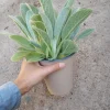 Lamb's Ears Live Plant – 6 Inch Potted Perennial – Soft Silver Foliage - Image 1