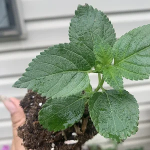 Lantana Florida Red Live Plant – Rooted Starter – 3 inch – Indoor & Outdoor - Image 2
