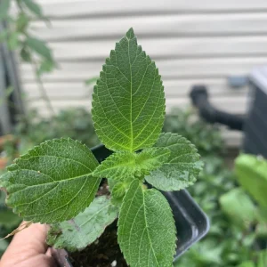 Lantana Florida Red Live Plant – Rooted Starter – 3 inch – Indoor & Outdoor - Image 3
