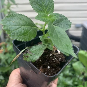 Lantana Florida Red Live Plant – Rooted Starter – 3 inch – Indoor & Outdoor - Image 4