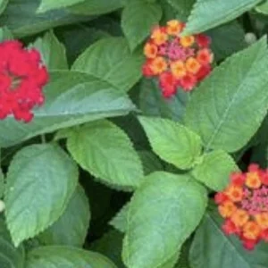 Lantana Florida Red Live Plant – Rooted Starter – 3 inch – Indoor & Outdoor - Image 1