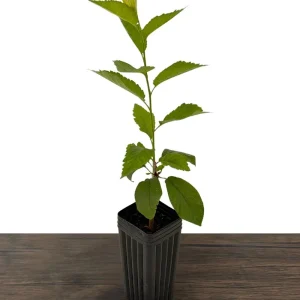 Lapins Cherry Tree Live Plant - Sweet, Self-Fertile, Grafted Fruit Tree for Zones 5-9 - Image 2
