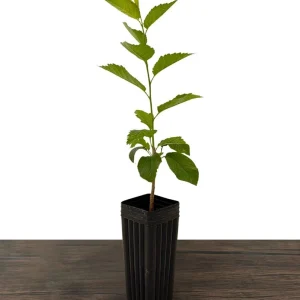 Lapins Cherry Tree Live Plant - Sweet, Self-Fertile, Grafted Fruit Tree for Zones 5-9 - Image 3