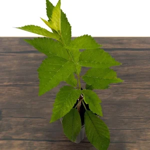 Lapins Cherry Tree Live Plant - Sweet, Self-Fertile, Grafted Fruit Tree for Zones 5-9 - Image 4