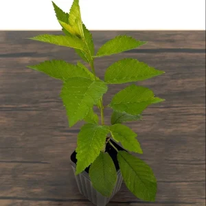 Lapins Cherry Tree Live Plant - Sweet, Self-Fertile, Grafted Fruit Tree for Zones 5-9 - Image 5