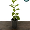 Lapins Cherry Tree Live Plant - Sweet, Self-Fertile, Grafted Fruit Tree for Zones 5-9 - Image 1