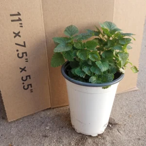 Lemon Balm Live Plant - 6 Inch Pot - Fragrant Herb for Garden & Indoors - Image 2