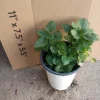 Lemon Balm Live Plant - 6 Inch Pot - Fragrant Herb for Garden & Indoors - Image 1