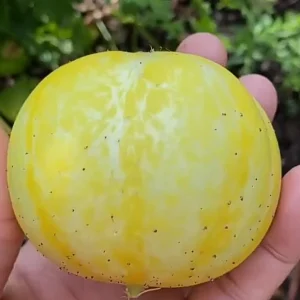 Lemon Cucumber Live Plant – Edible Fruit – 4 inch Pot – Outdoor/Indoor - Image 1