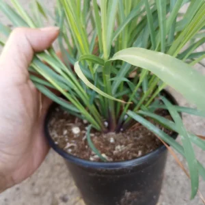 Lemon Grass Live Plant - 6 Inch Pot - Aromatic Indoor/Outdoor Herb - Image 2
