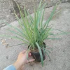 Lemon Grass Live Plant - 6 Inch Pot - Aromatic Indoor/Outdoor Herb - Image 1