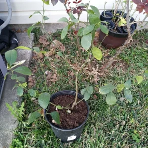 Lemon Tree Live Plant – 3 Gallon Potted Citrus Fruit Tree – Blooming Now - Image 10