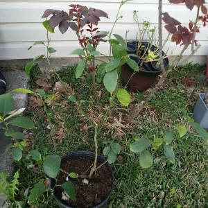 Lemon Tree Live Plant – 3 Gallon Potted Citrus Fruit Tree – Blooming Now - Image 11