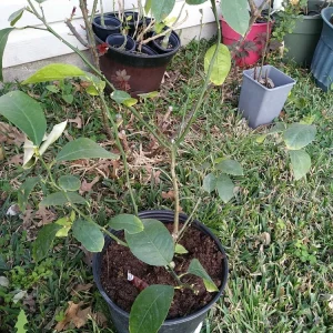 Lemon Tree Live Plant – 3 Gallon Potted Citrus Fruit Tree – Blooming Now - Image 12