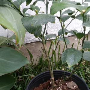 Lemon Tree Live Plant – 3 Gallon Potted Citrus Fruit Tree – Blooming Now - Image 3