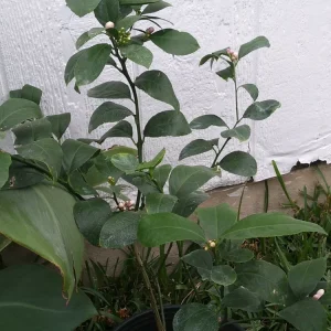 Lemon Tree Live Plant – 3 Gallon Potted Citrus Fruit Tree – Blooming Now - Image 4
