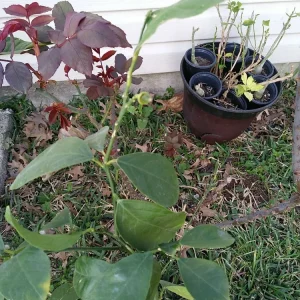 Lemon Tree Live Plant – 3 Gallon Potted Citrus Fruit Tree – Blooming Now - Image 5